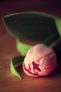 Tulipan - Propozycja do Sypialni