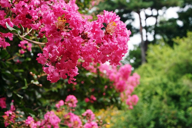 Dlaczego lagerstroemia nie kwitnie? Możliwe powody