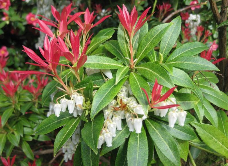 pieris